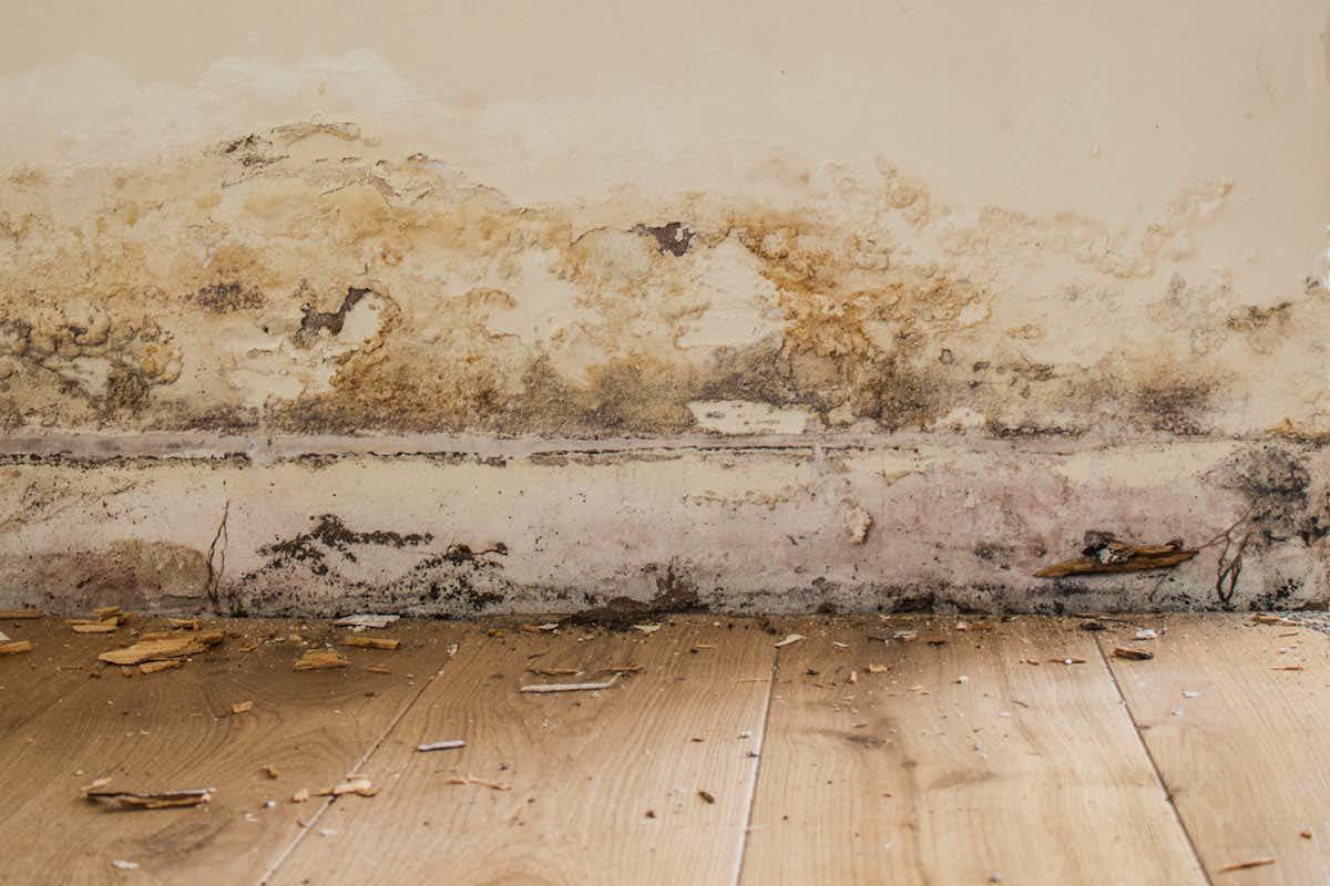 Rising and Penetrating Damp Image